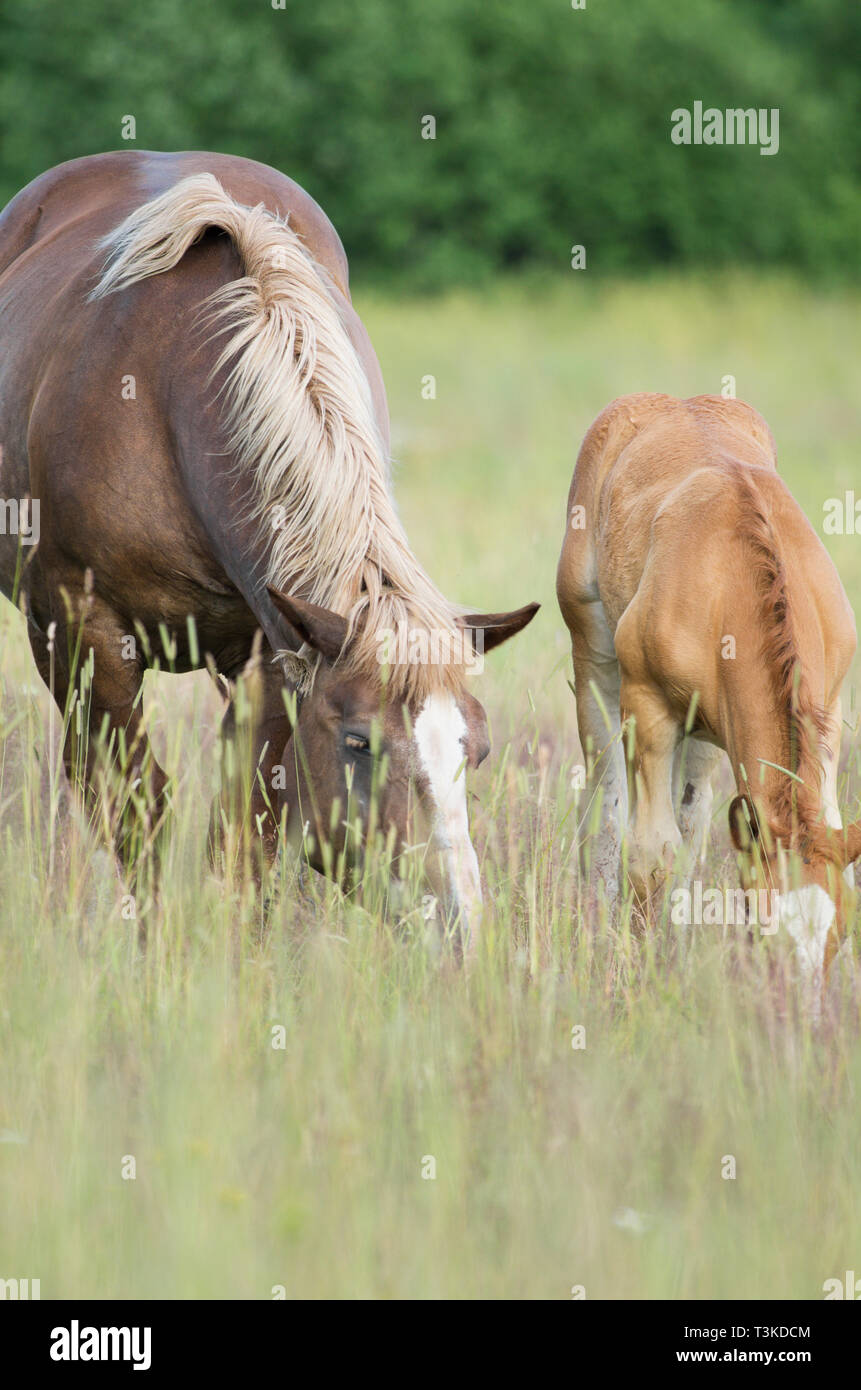 Pregnant horse hi-res stock photography and images - Alamy