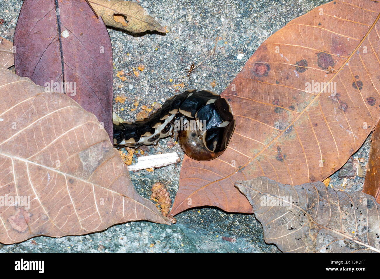 A larva of the world’s largest firefly from the Lamprigera genus feeding on a snail in the forest floor Stock Photo