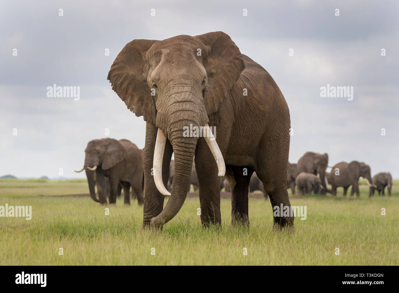 African elephant (Loxodonta africana) bull standing in front of herd, looking at camera, Amboseli national park, Kenya. Stock Photo
