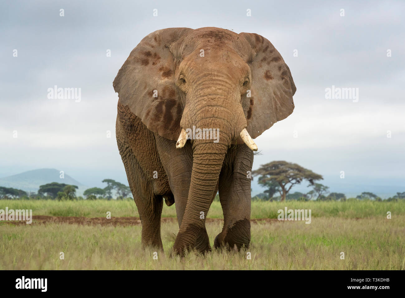 African elephant (Loxodonta africana) bull, up close, looking at camera, Amboseli national park, Kenya. Stock Photo
