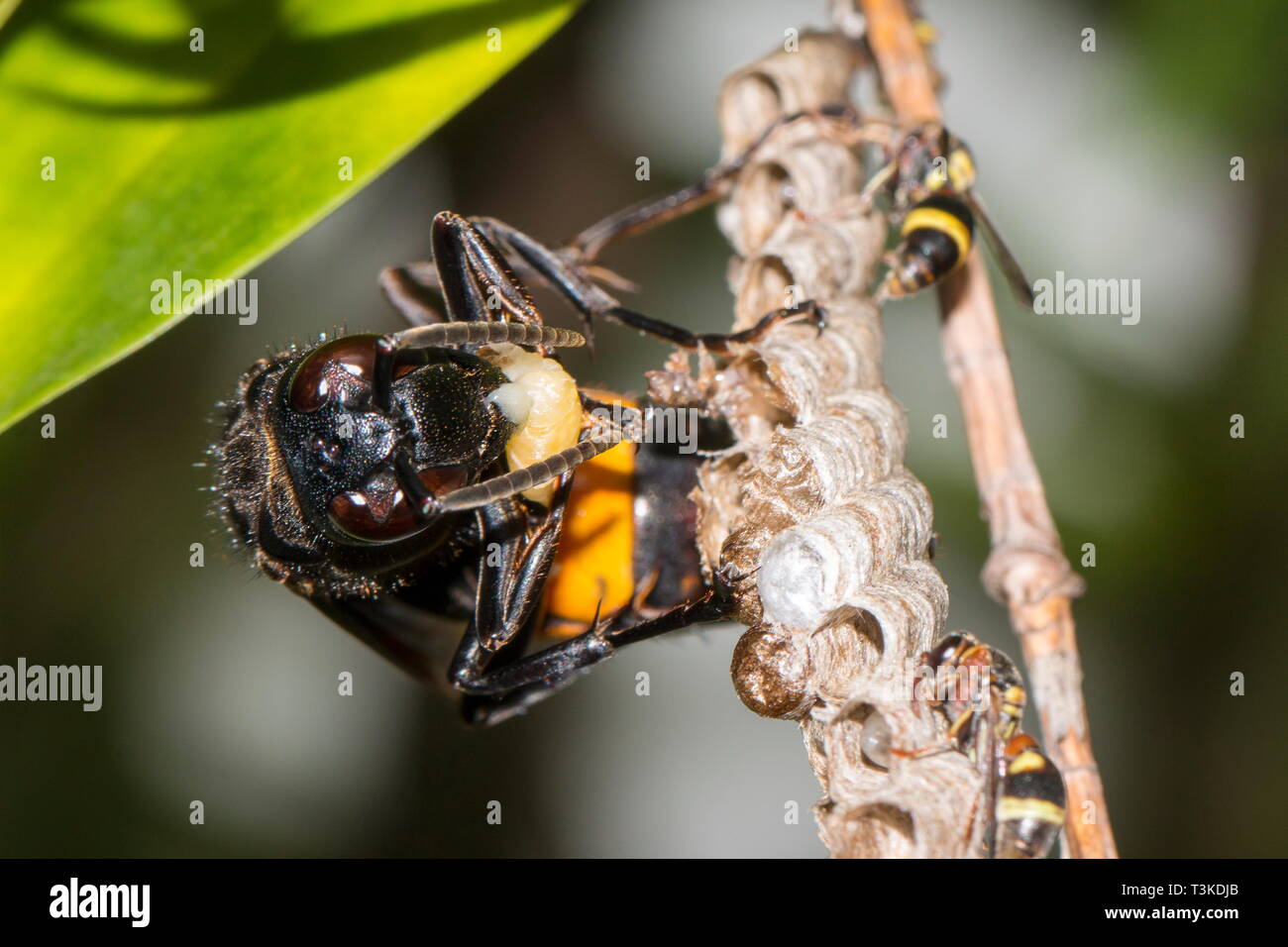 A banded hornet attacking and ripping apart the nest of the paper wasps and devouring its pupae. Stock Photo