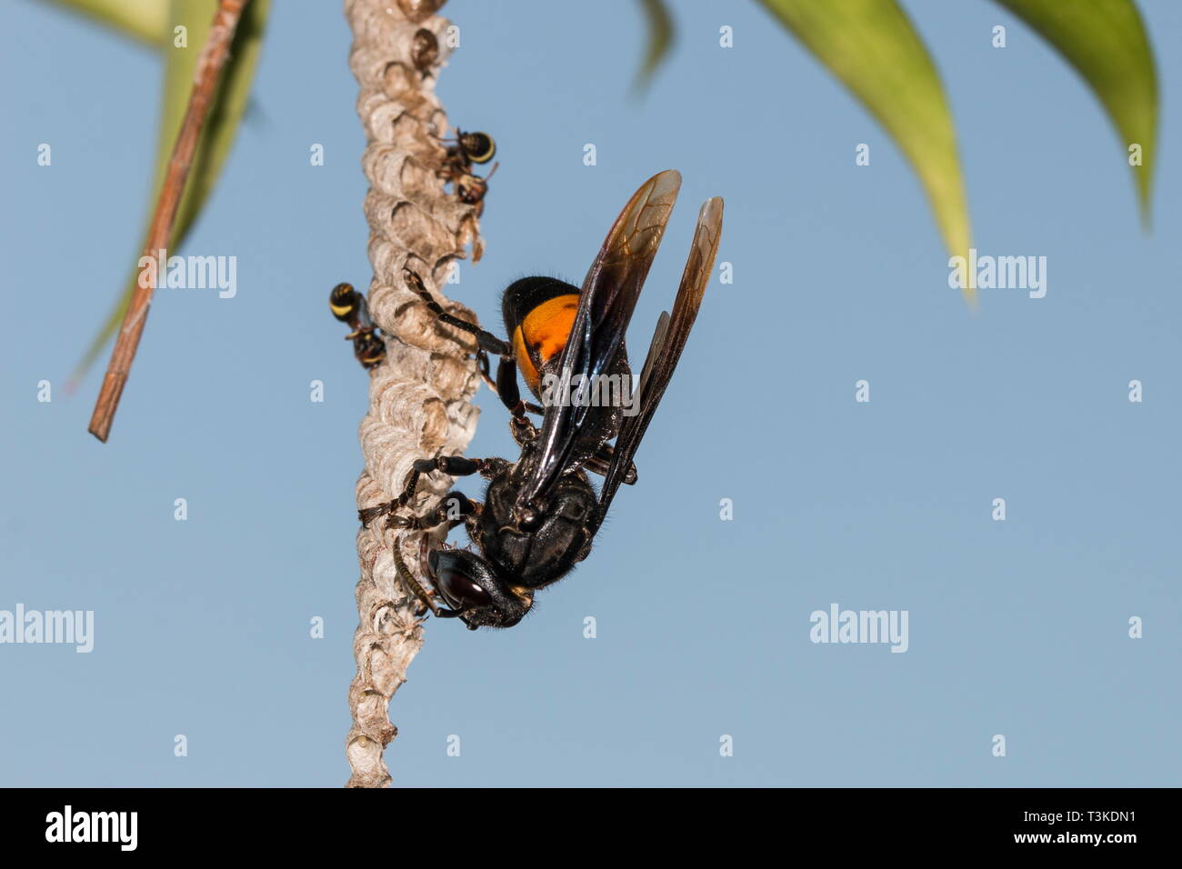 A banded hornet attacking the nest of the paper wasps and devouring its pupae while the paper wasps looked on helplessly. Stock Photo