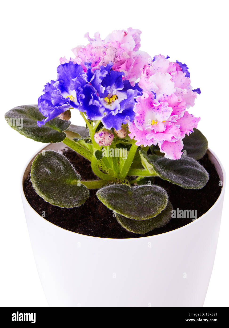 Close up of beautiful duocolor hybrid pink and blue saintpaulia (African violets)  flower  with wavy  edge in the pot. Stock Photo