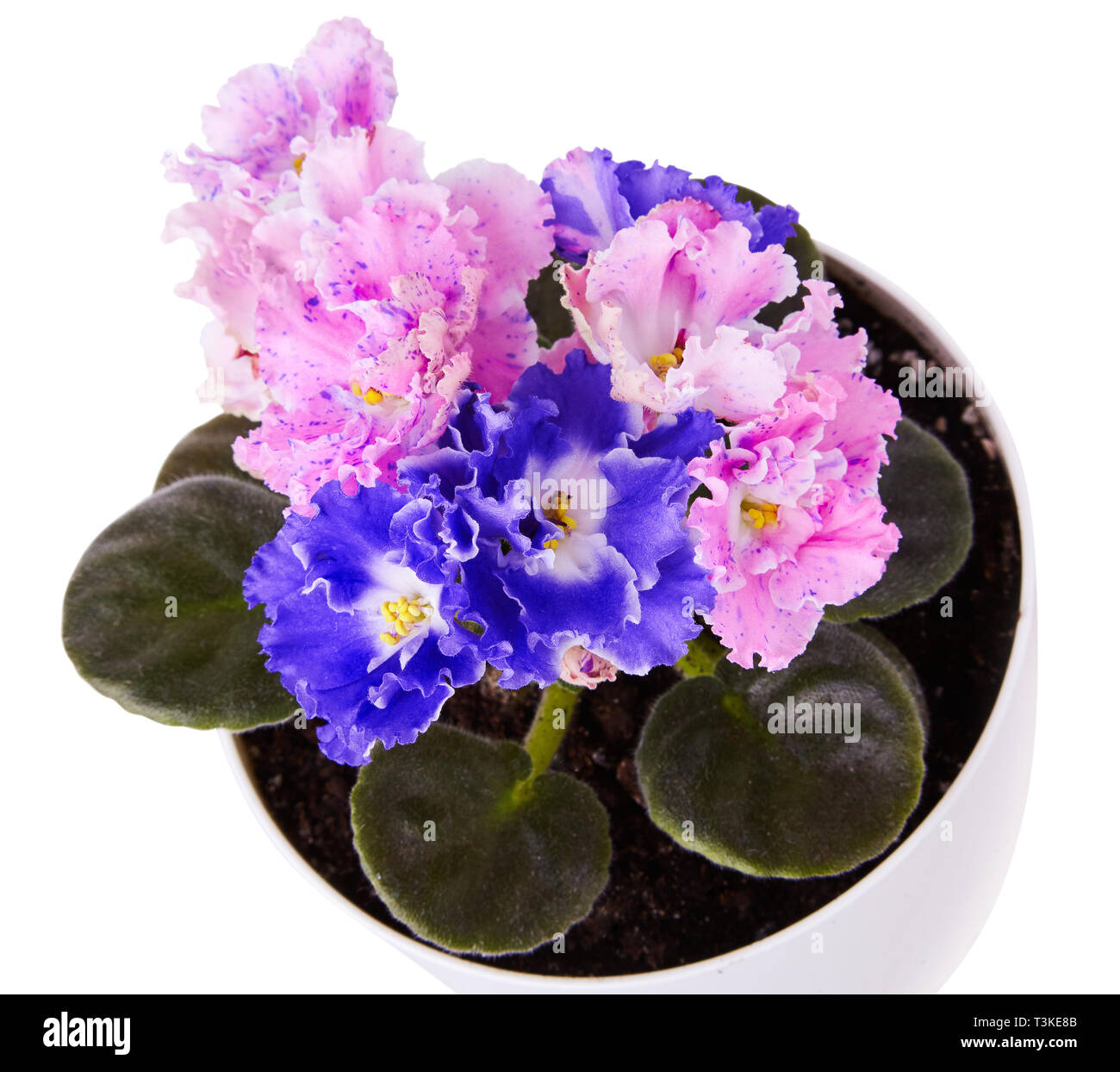 Close up of beautiful duocolor hybrid pink and blue saintpaulia (African violets)  flower  with wavy  edge in the pot. Stock Photo