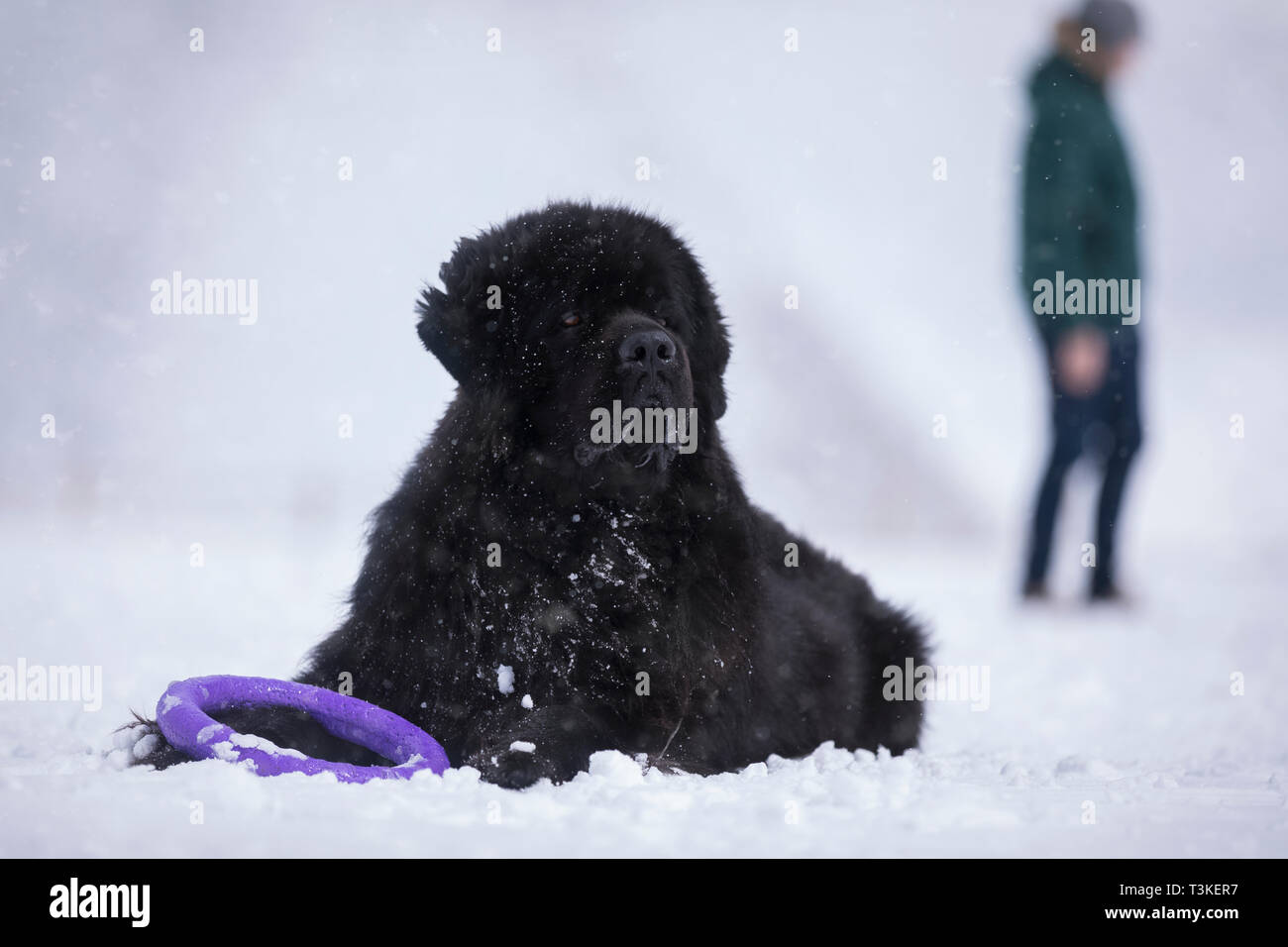 Newfoundland dog in front and a man in the background. Stock Photo