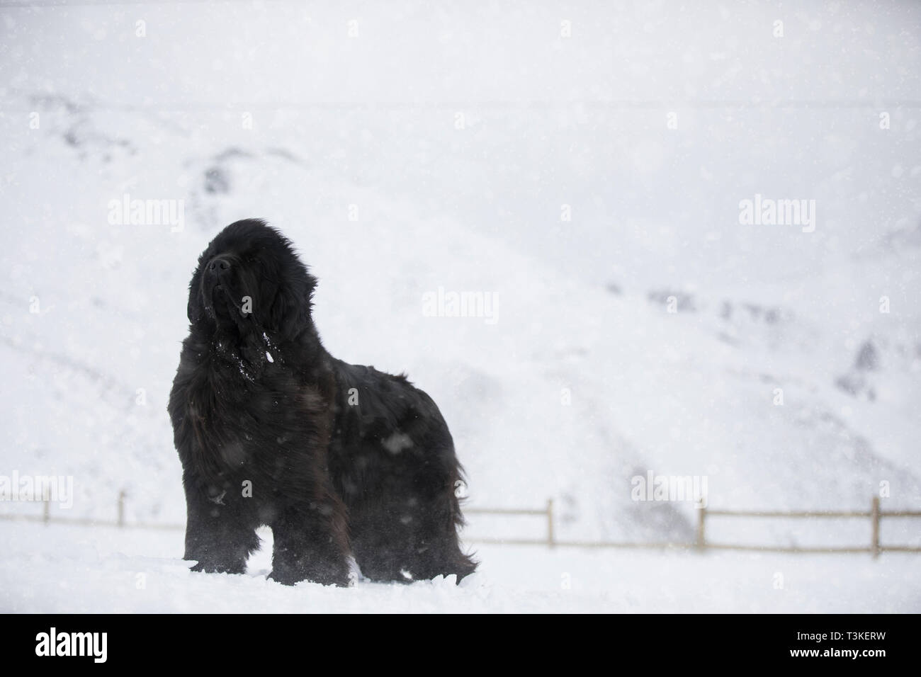 Newfoundland Dog standing in the snow Stock Photo