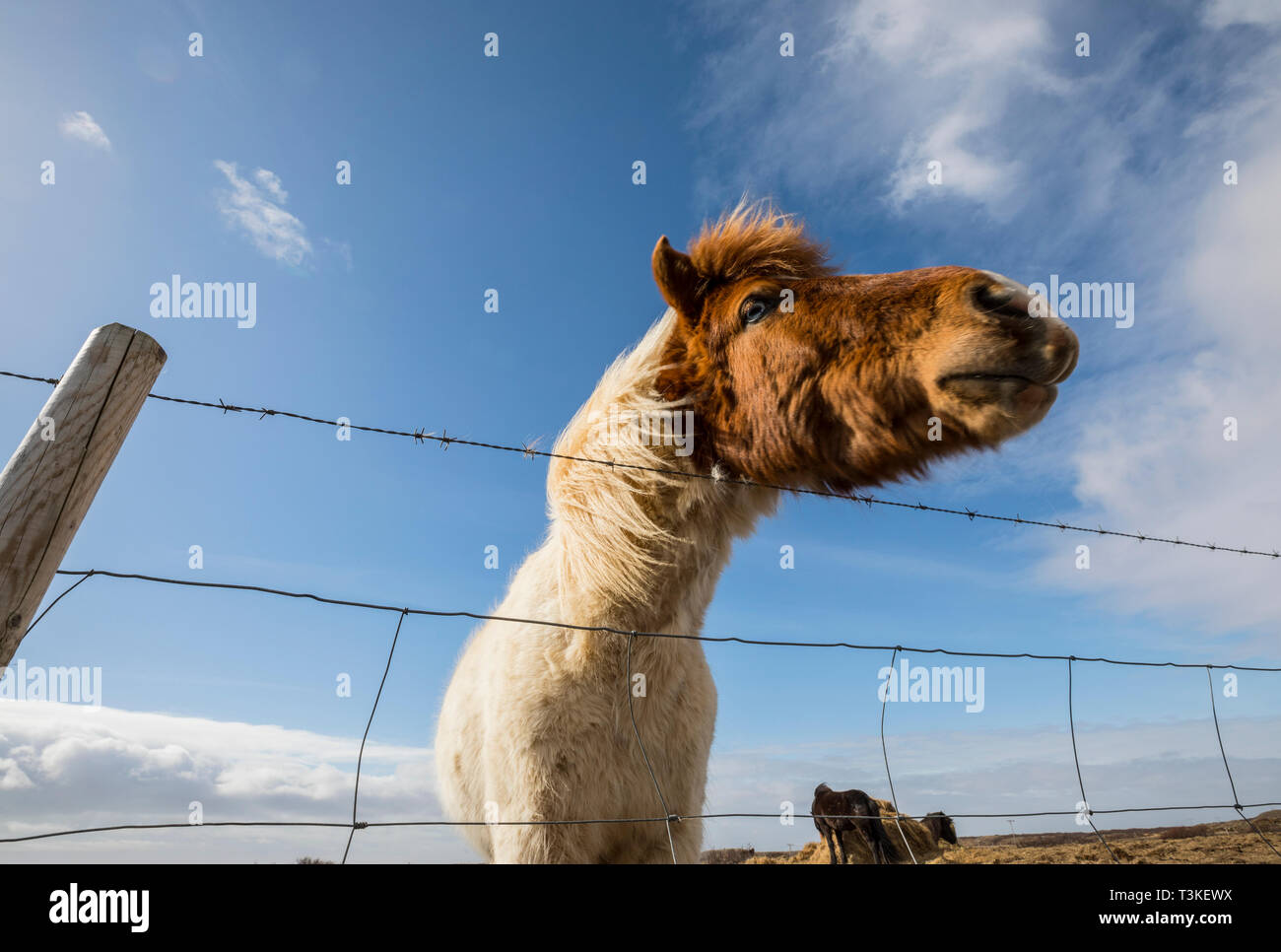 Iceladdc horse with barbed wire fence Stock Photo