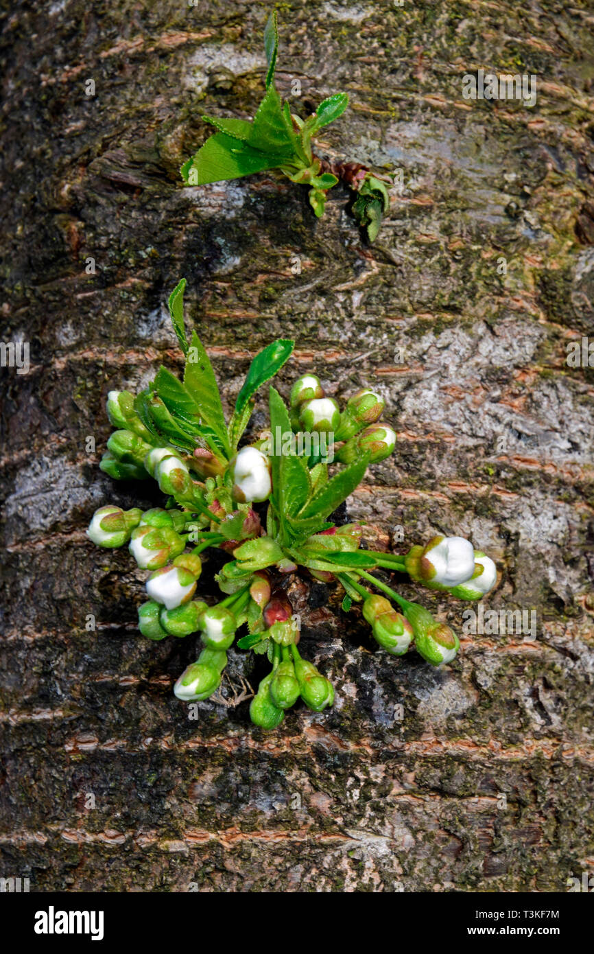 Cluster of blossom buds sprouting from the bark of a sour-cherry tree, close up view Stock Photo