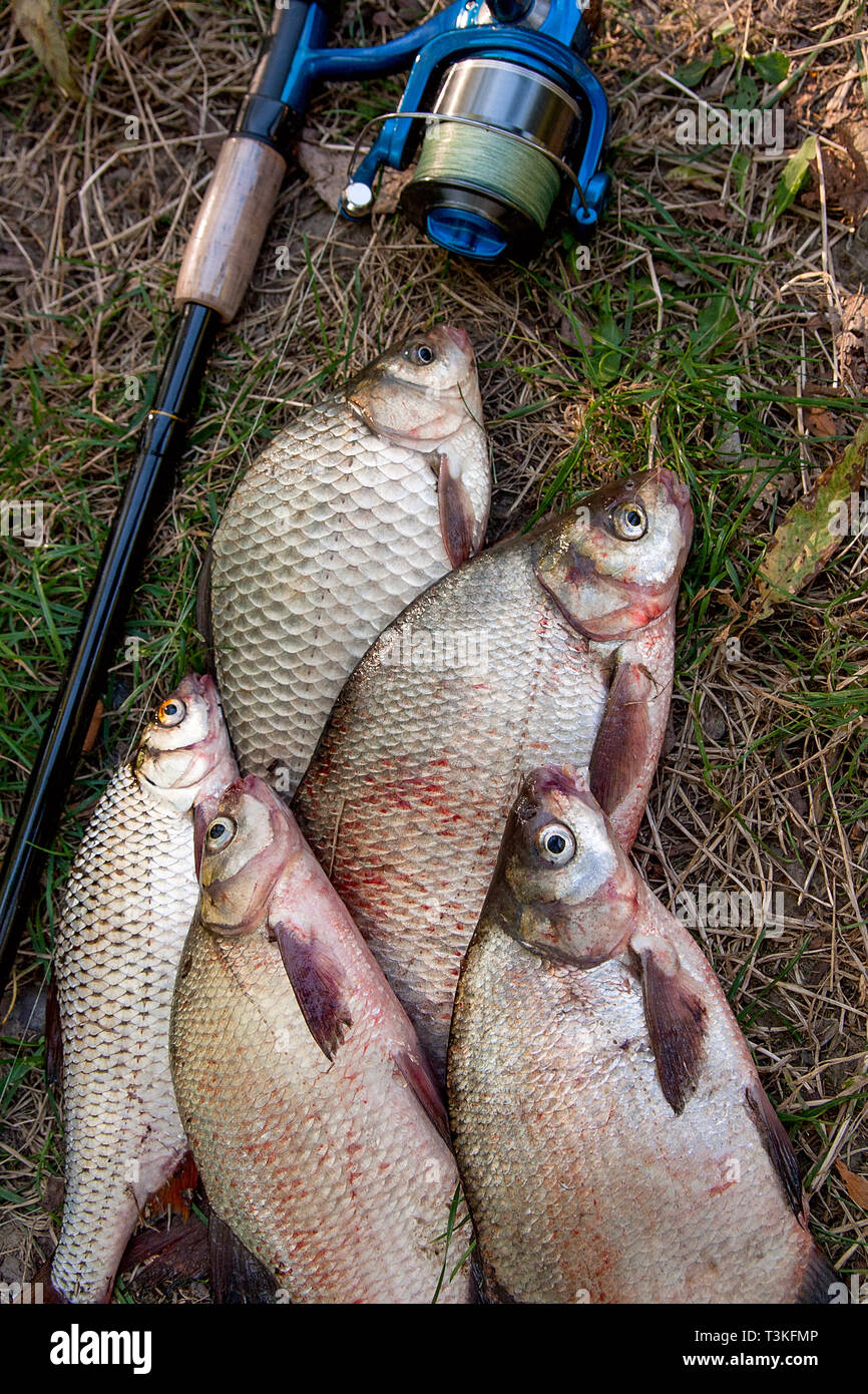 https://c8.alamy.com/comp/T3KFMP/catching-freshwater-fish-and-fishing-rods-with-fishing-reels-on-green-grass-several-bream-fish-crucian-fish-or-carassius-roach-fish-on-natural-back-T3KFMP.jpg