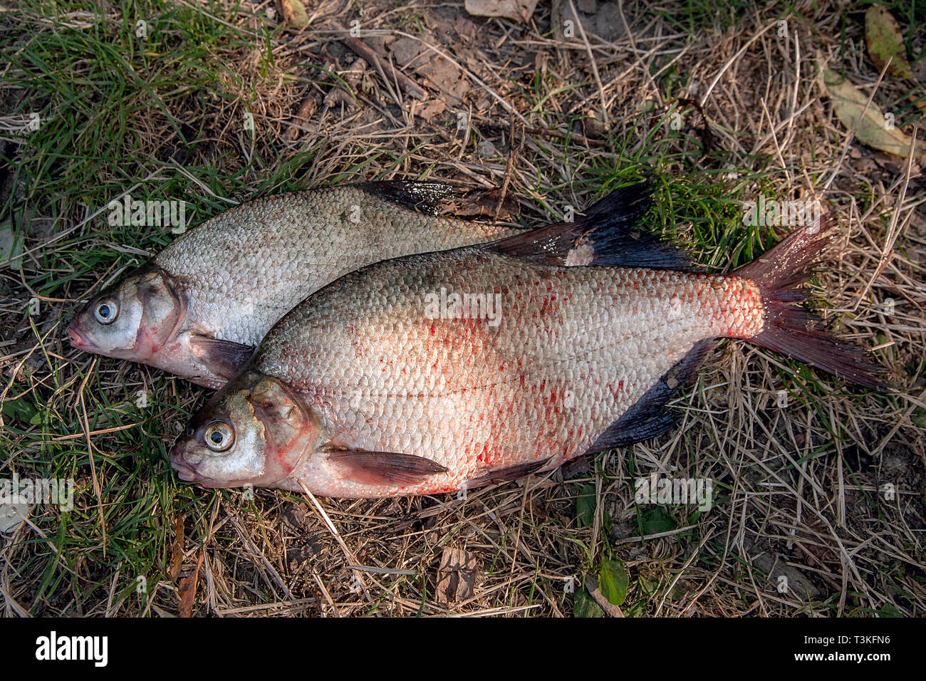 Freshwater fish just taken from the water. Several bream fish on green ...