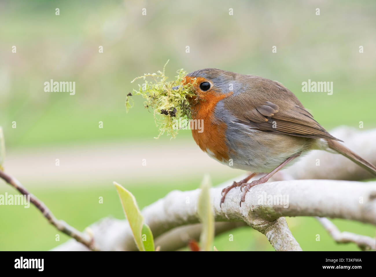Erithacus Rubecula. Robin with nesting material in his beak in an English Garden Stock Photo