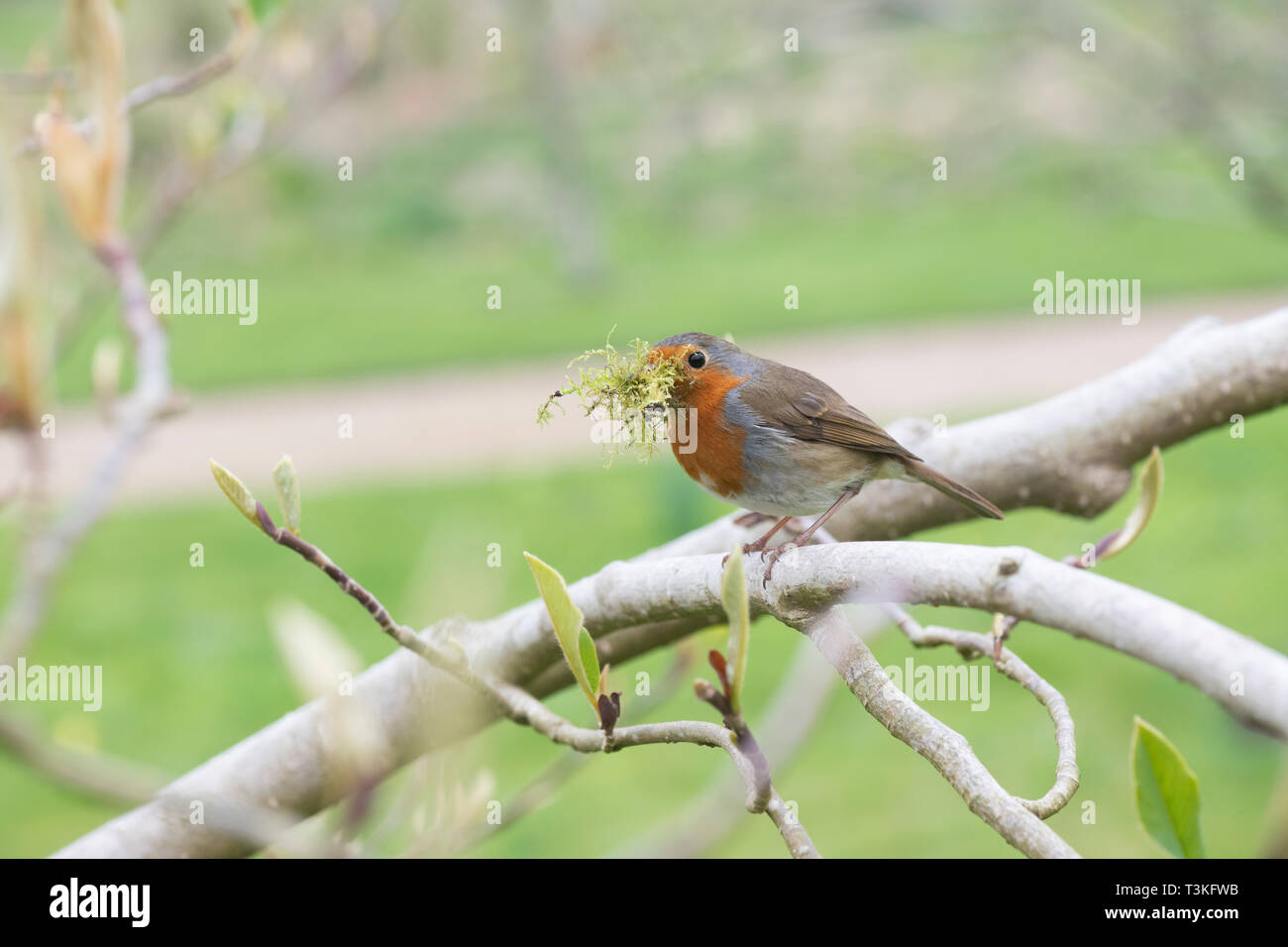 Erithacus Rubecula. Robin with nesting material in his beak in an English Garden Stock Photo