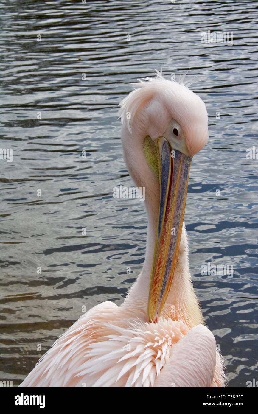 Pelican preening and grooming plumage - portrait image Stock Photo