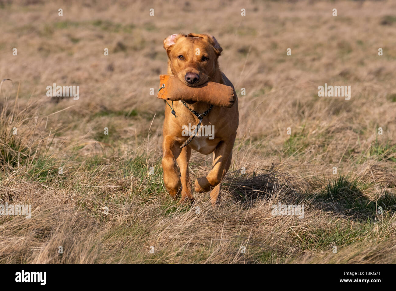 Labrador Gundogs Stock Photo