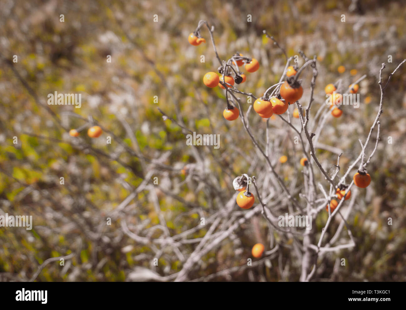 White hires stock photography and images Alamy