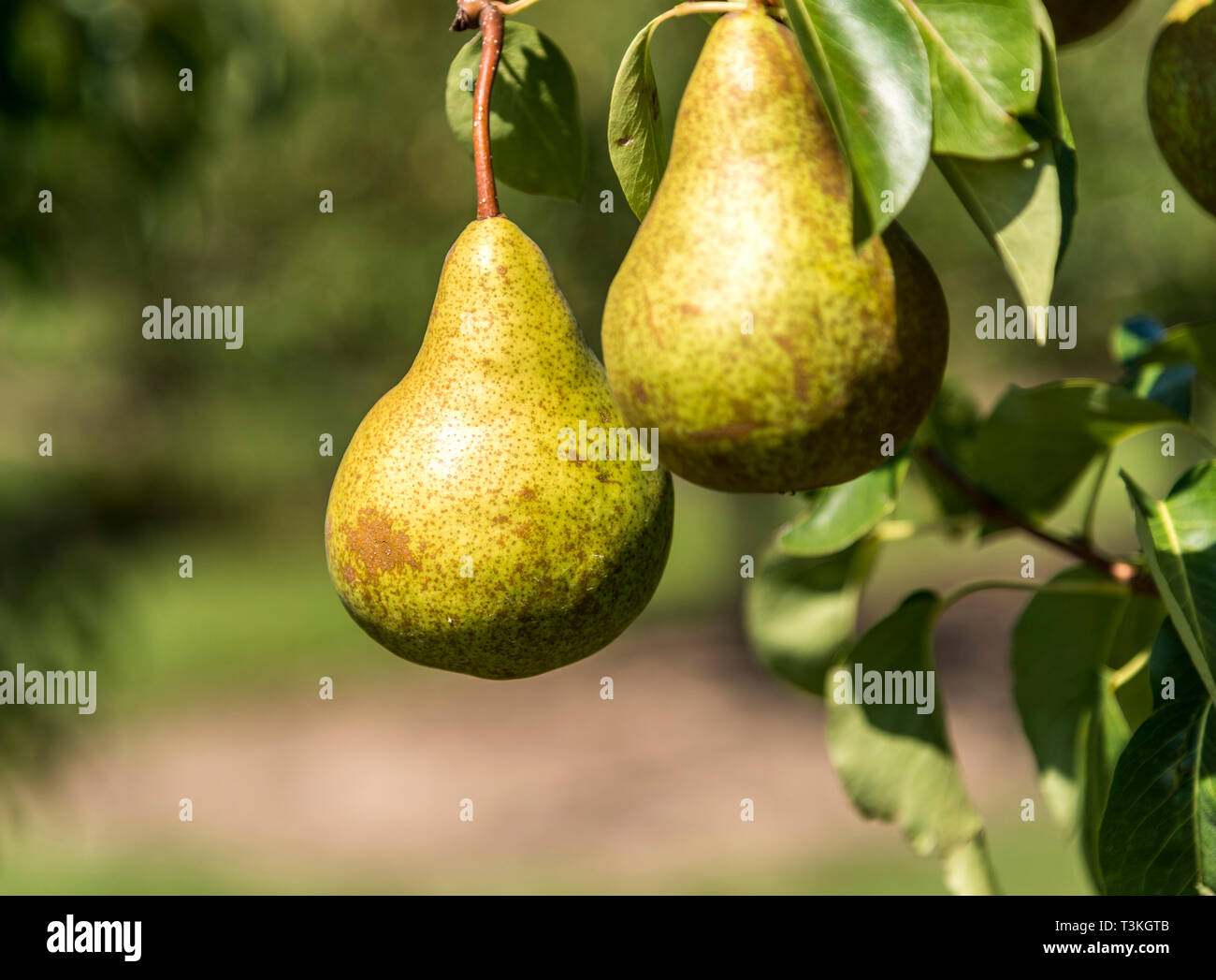 Two green pears hanging on a tree ready for harvest. Stock Photo