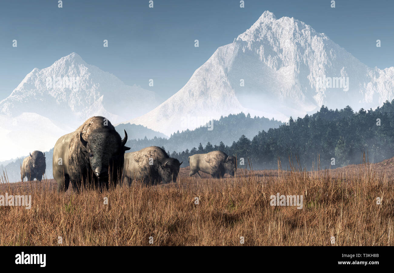 A herd of bison grazes in a valley in the late summer in the American ...
