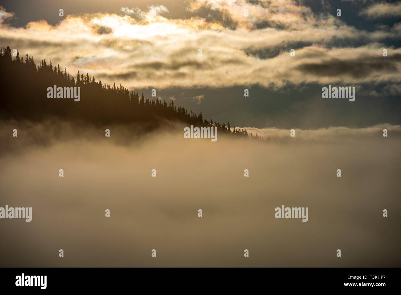 mist rising from valleys in forest in slovakia Tatra mountains. sunny ...