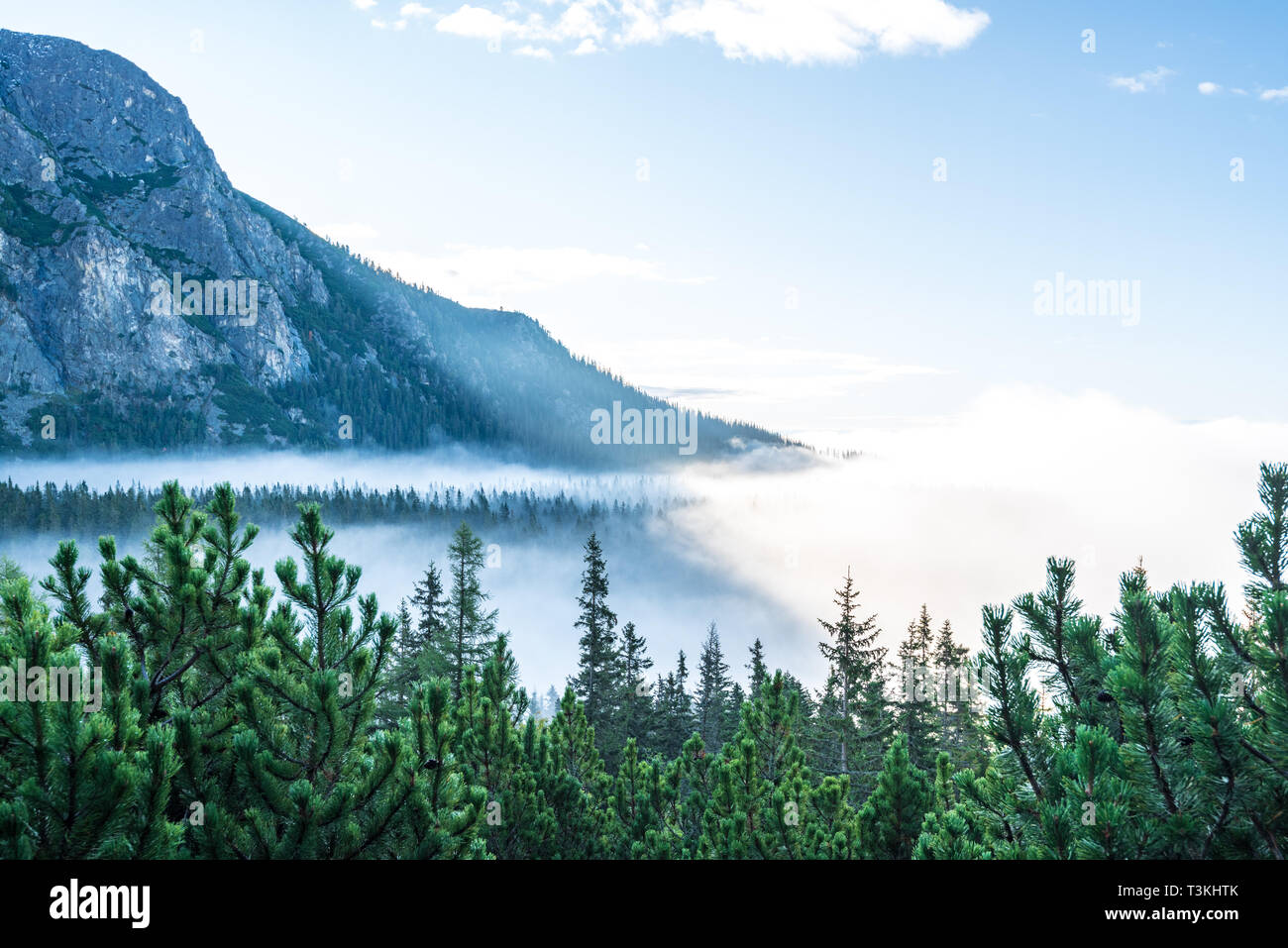 mist rising from valleys in forest in slovakia Tatra mountains. sunny ...