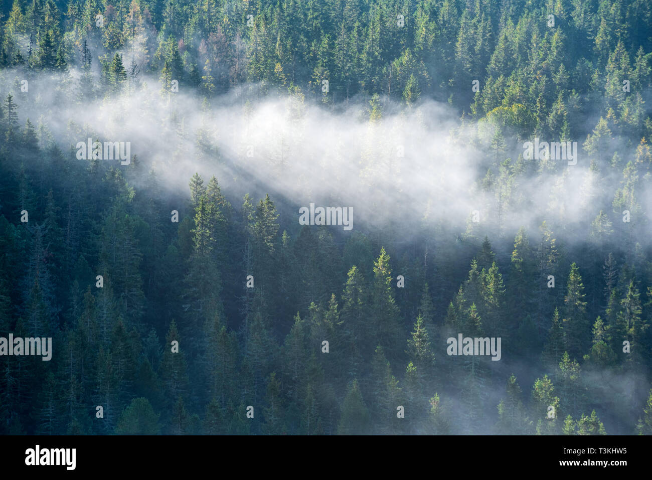 mist rising from valleys in forest in slovakia Tatra mountains. sunny ...