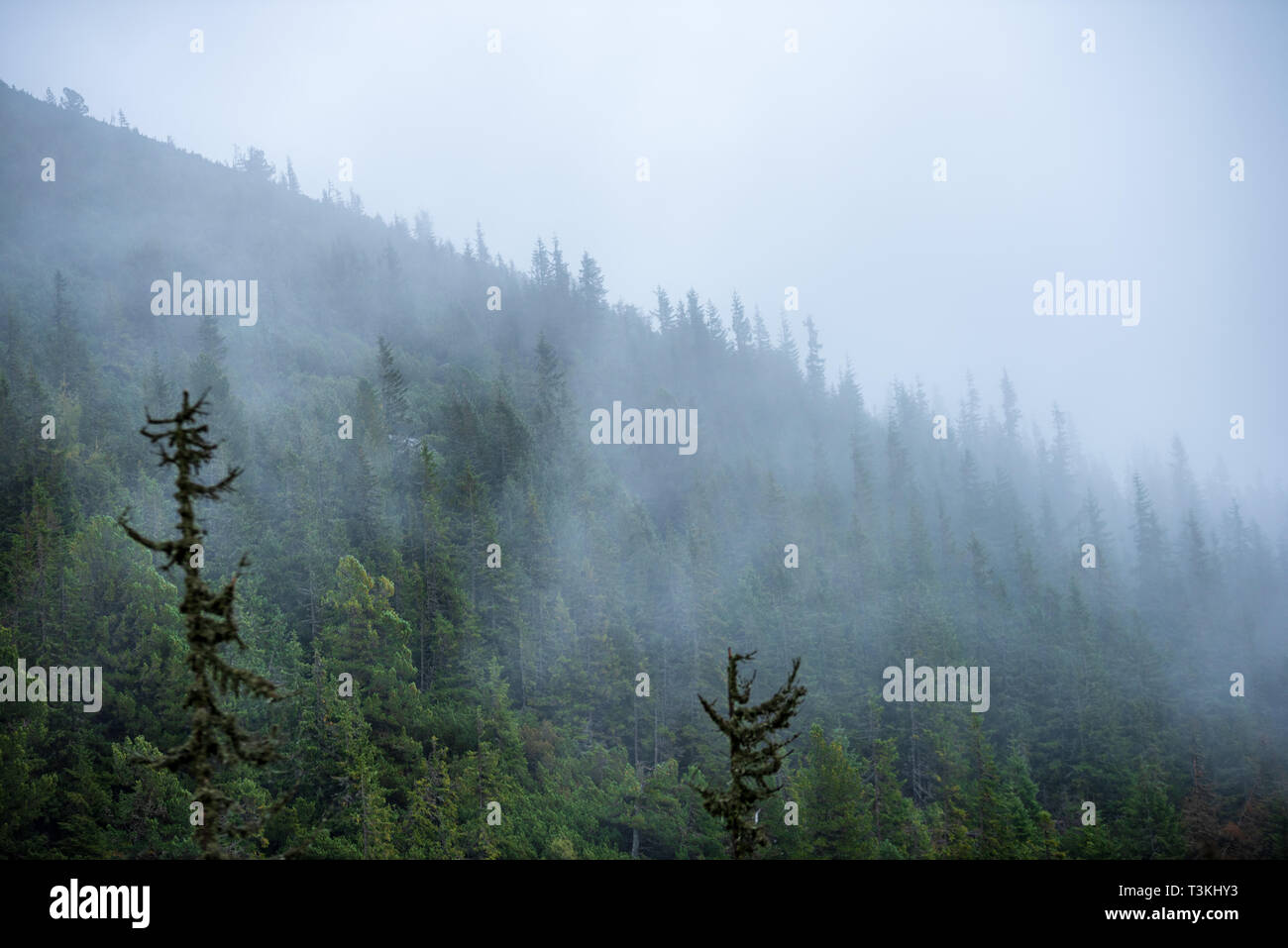 mist rising from valleys in forest in slovakia Tatra mountains. sunny ...