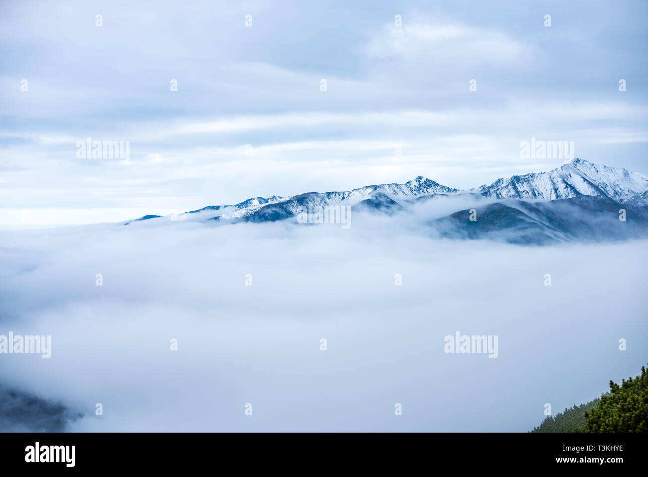 mist rising from valleys in forest in slovakia Tatra mountains. sunny ...