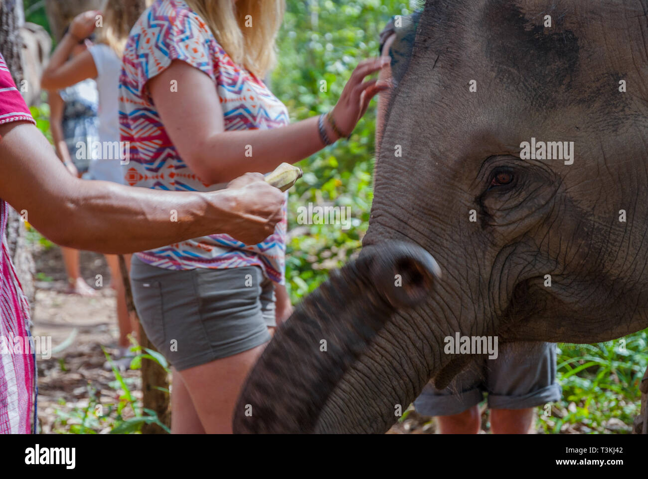 Chiang Mai, Thailand - Nov 2015: Group of women feeding elephant with bananas in elephant sanctuary, Thailand Stock Photo