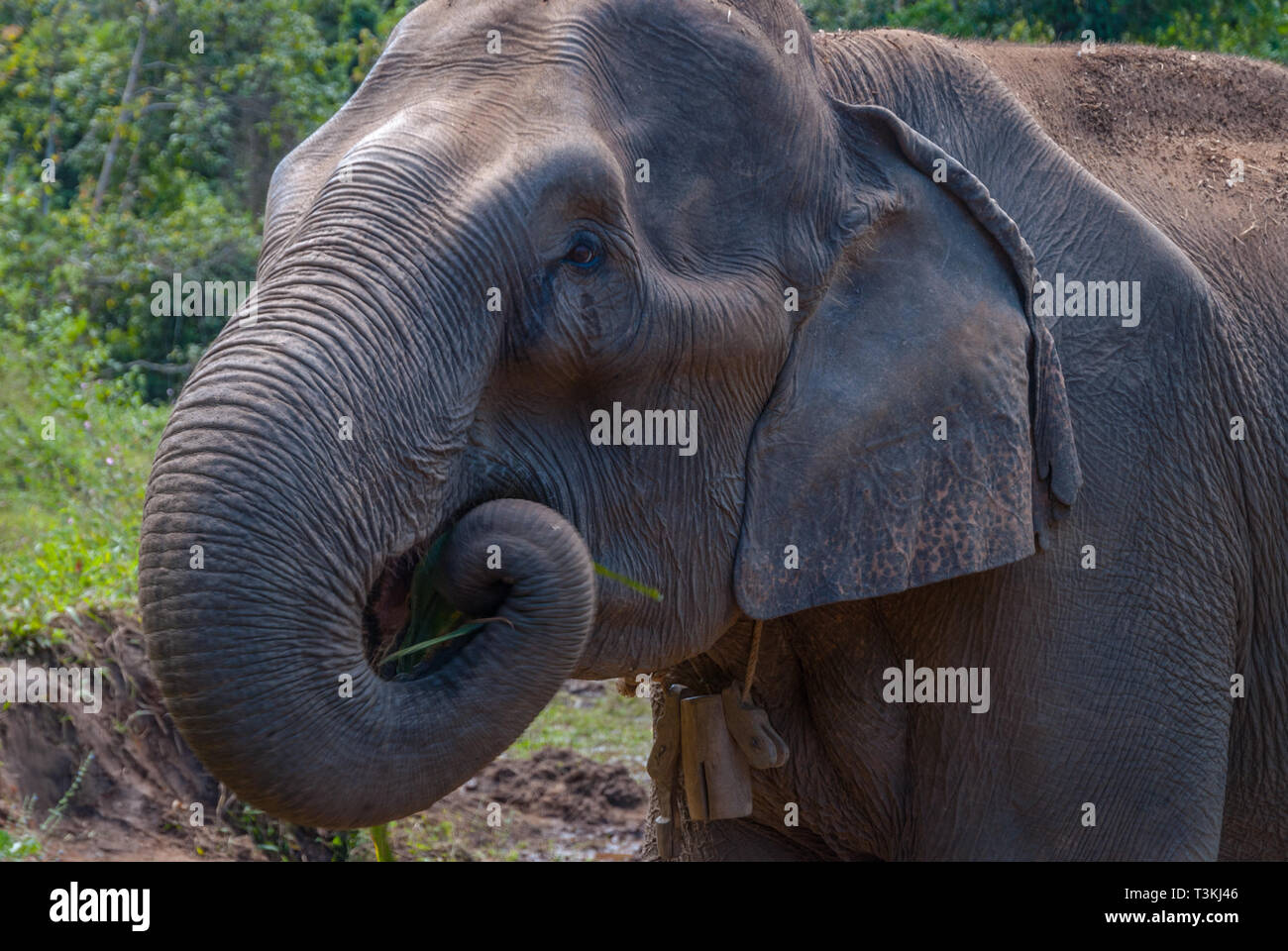 Adult female elephant eating plants in elephant sanctuary, Thailand