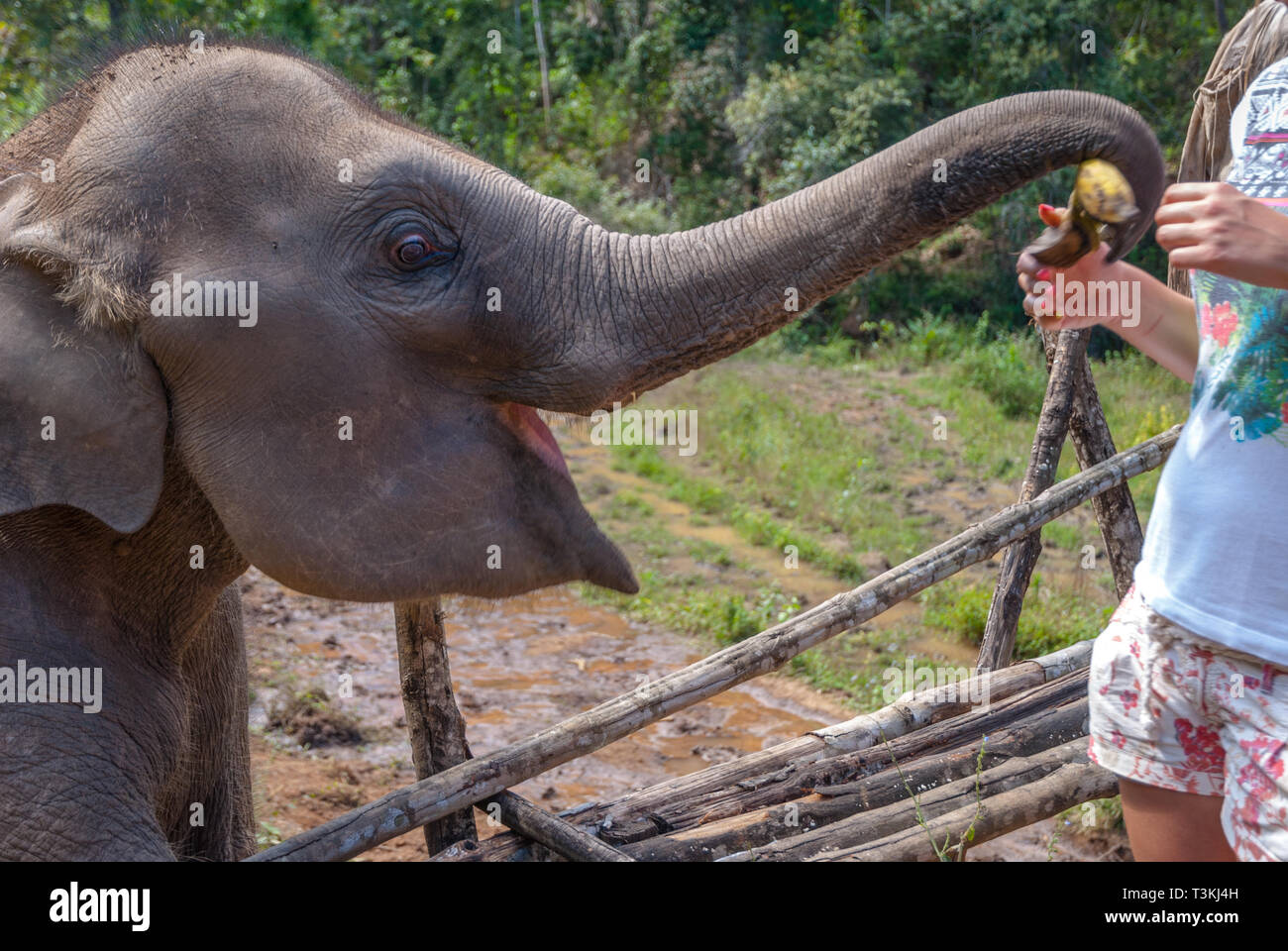 Woman feeding baby elephant with bananas, elephant sanctuary, Thailand