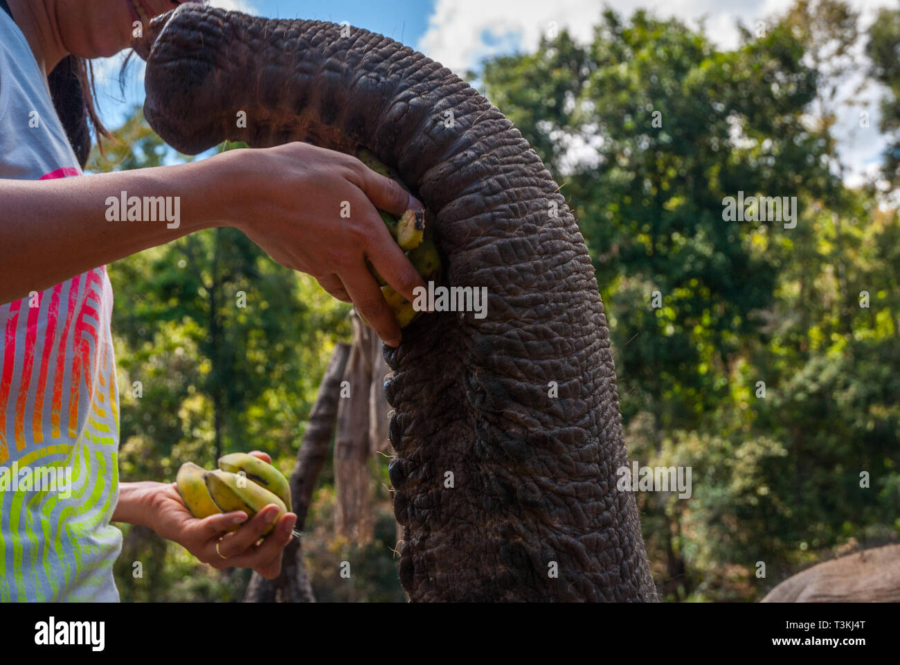Young woman feeding elephant with bananas at elephant sanctuary, Chiang
