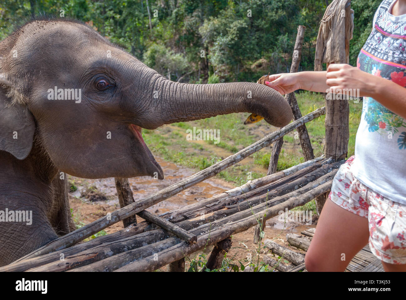 Woman feeding baby elephant with bananas, elephant sanctuary, Thailand