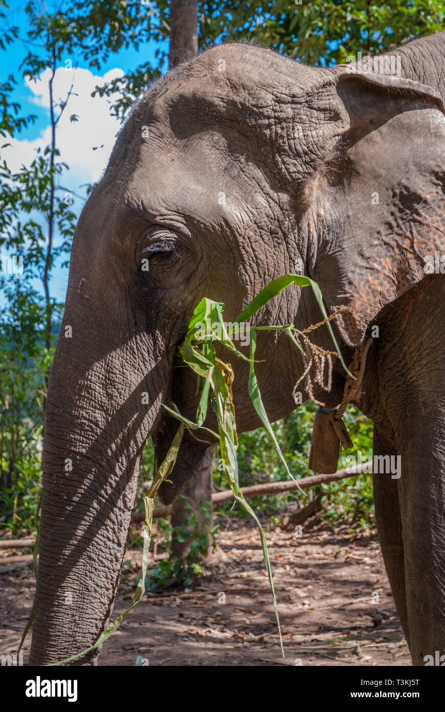 Adult elephant eating plants Stock Photo - Alamy