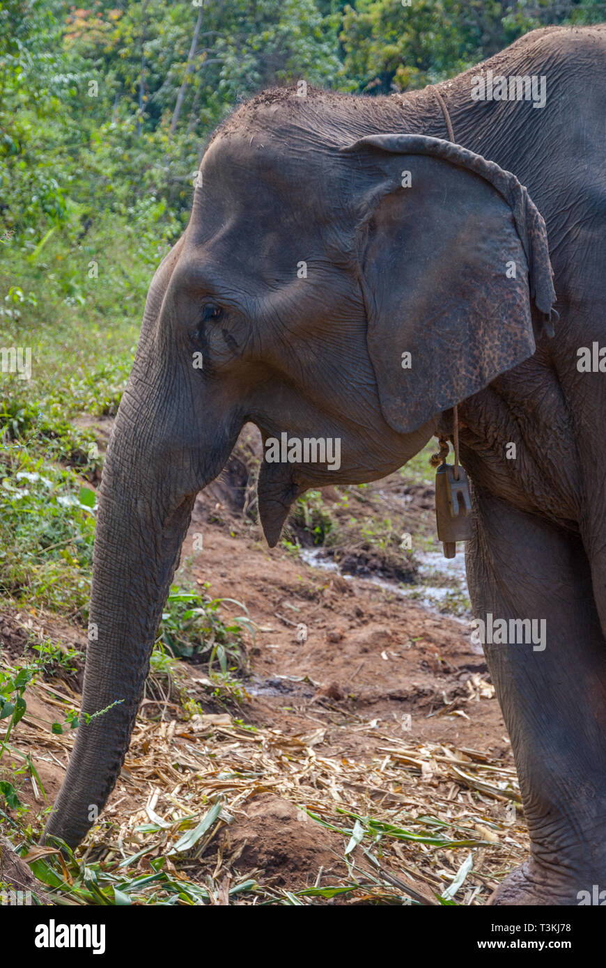 Adult female elephant eating plants in elephant sanctuary, Thailand