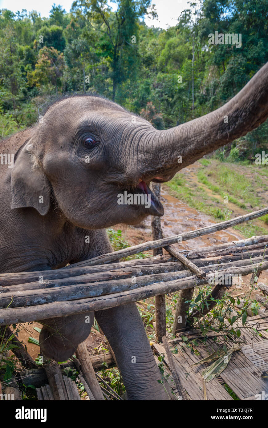 Feeding baby elephant with bananas, elephant sanctuary, Thailand Stock Photo