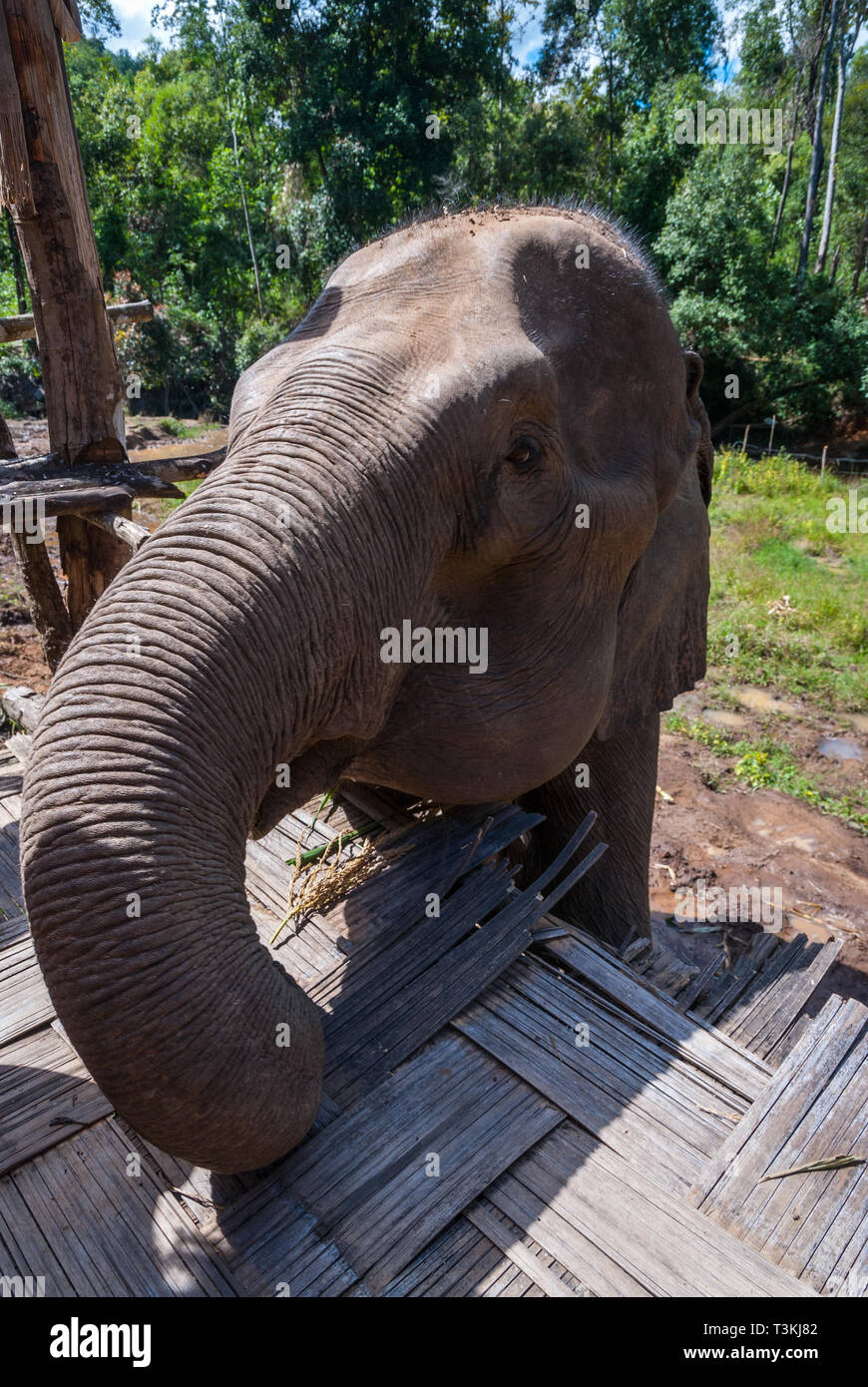 Elephant waiting for food at elephant sanctuary hi-res stock ...