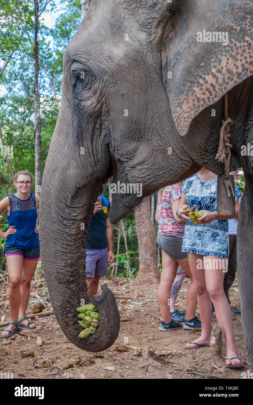 Chiang Mai, Thailand - Nov 2015: Group of women feeding elephant with bananas in elephant sanctuary, Thailand Stock Photo