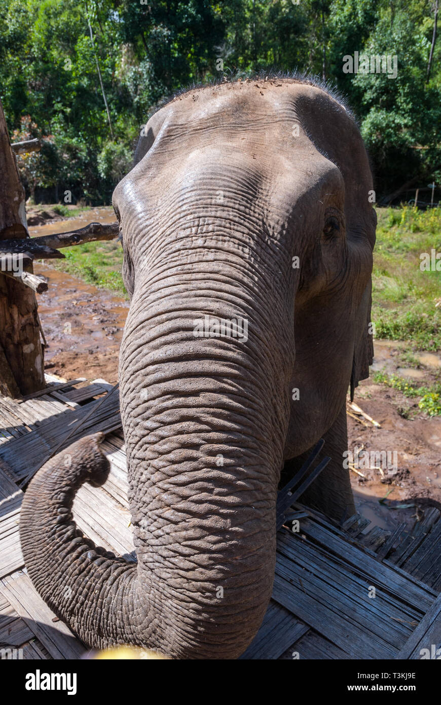 Elephant waiting for food at elephant sanctuary, Chiang Mai, Thailand ...