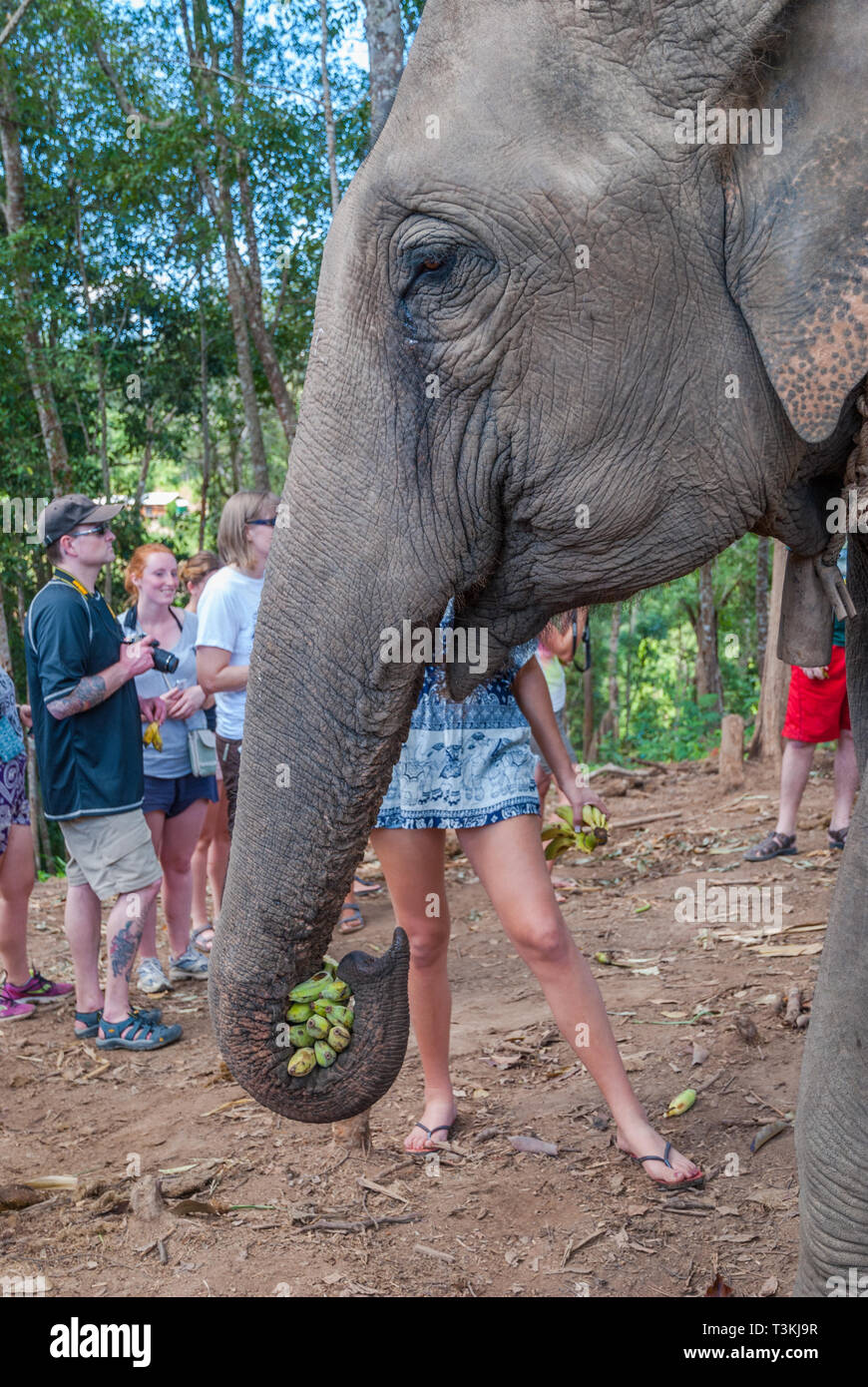 Asian elephant eating banana tree hires stock photography and images