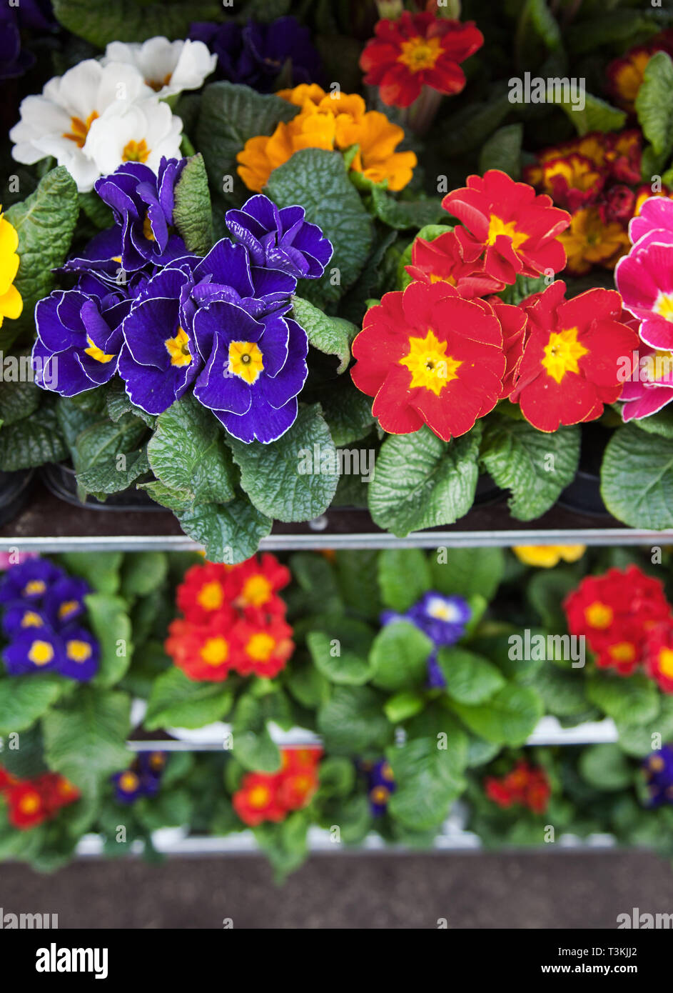 Spring Flowers In The Flower Shop The Garden Pansy Is A Type Of