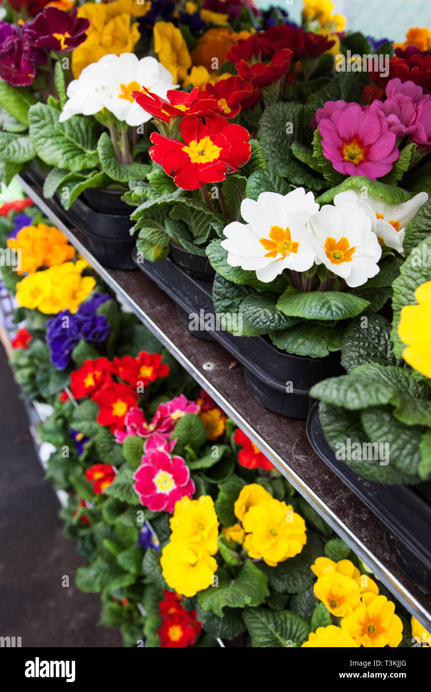 Spring Flowers In The Flower Shop The Garden Pansy Is A Type Of