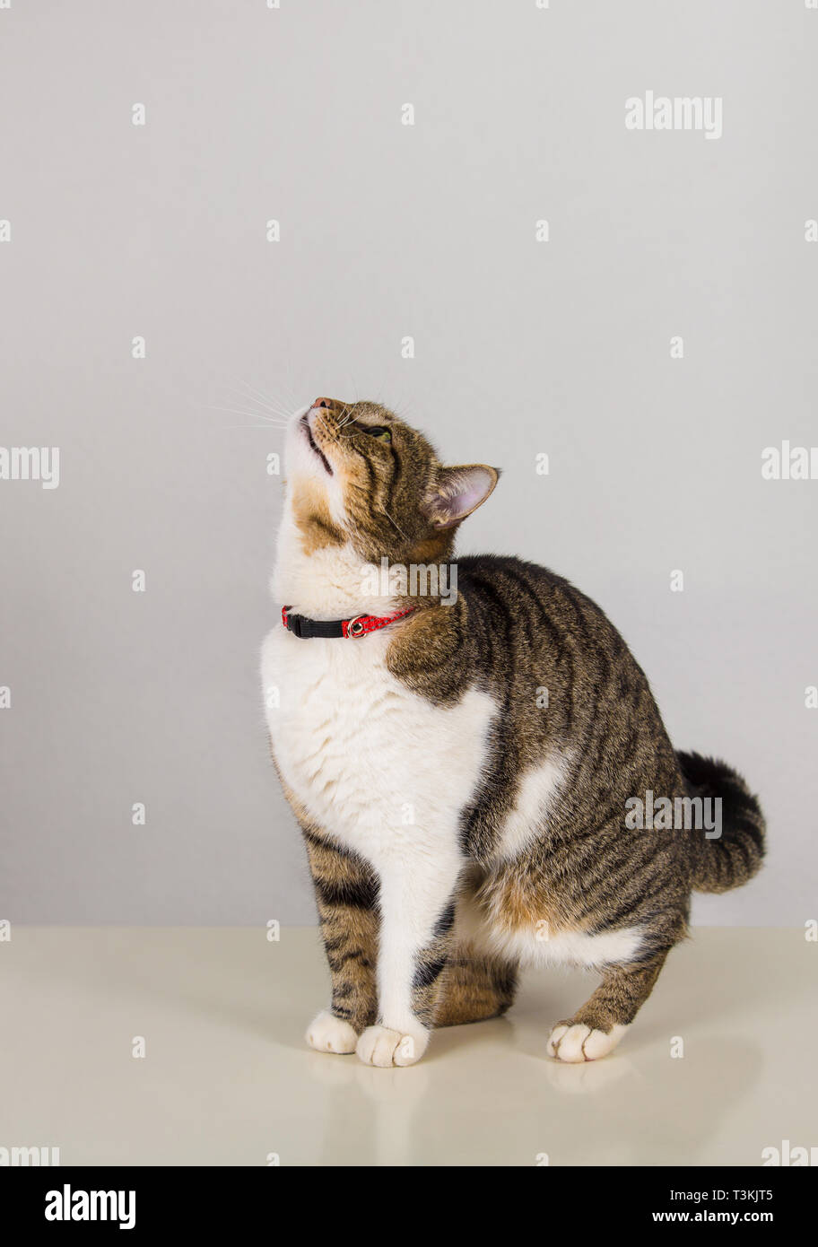 Full length portrait of attentive and curious cat, wearing red collar, looking up for something interesting, want to play ready to jump, isolated on g Stock Photo
