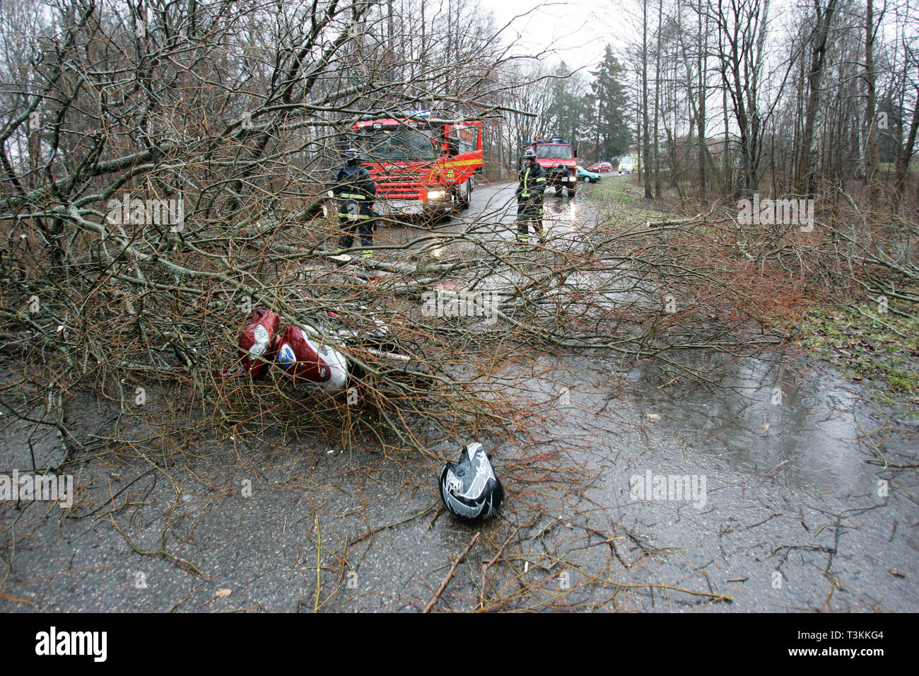 Hard winds when the storm Per pulled in over the country. A nine-year-old boy died after he got a falling tree over him. Photo Jeppe Gustafsson Stock Photo