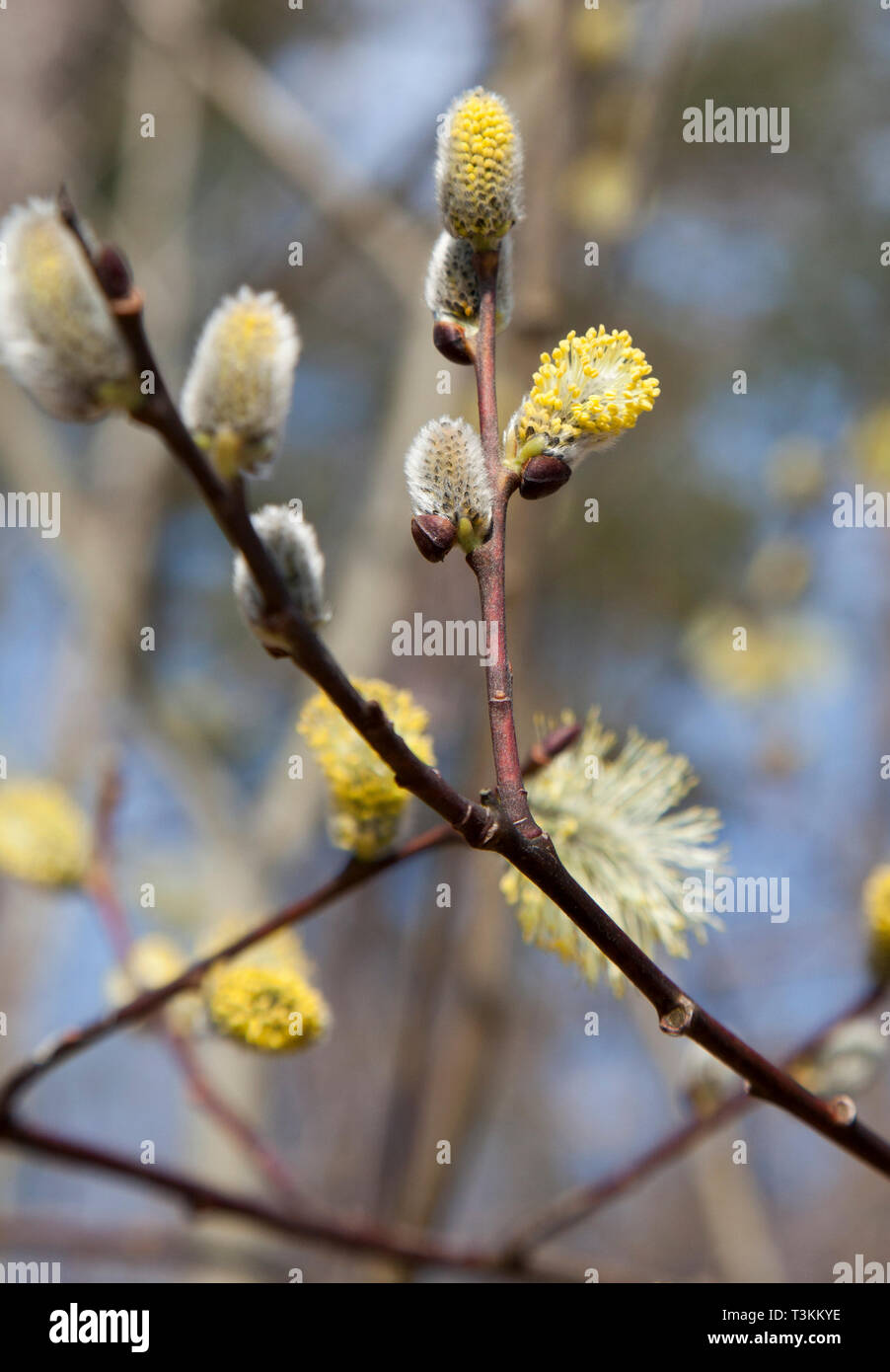 CATKIN flowered in spring Stock Photo