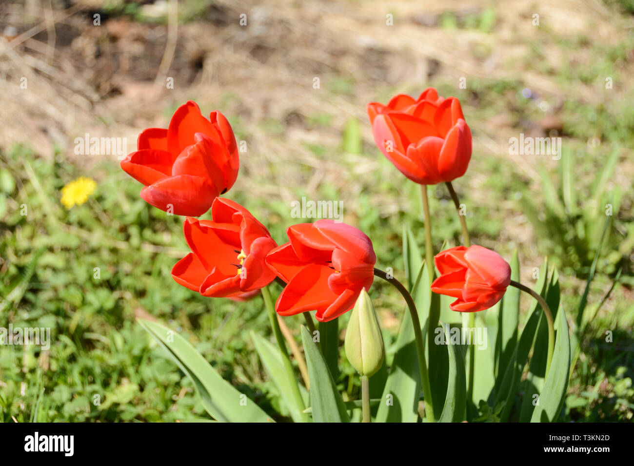 Brightly coloured red tulips on a spring day Stock Photo
