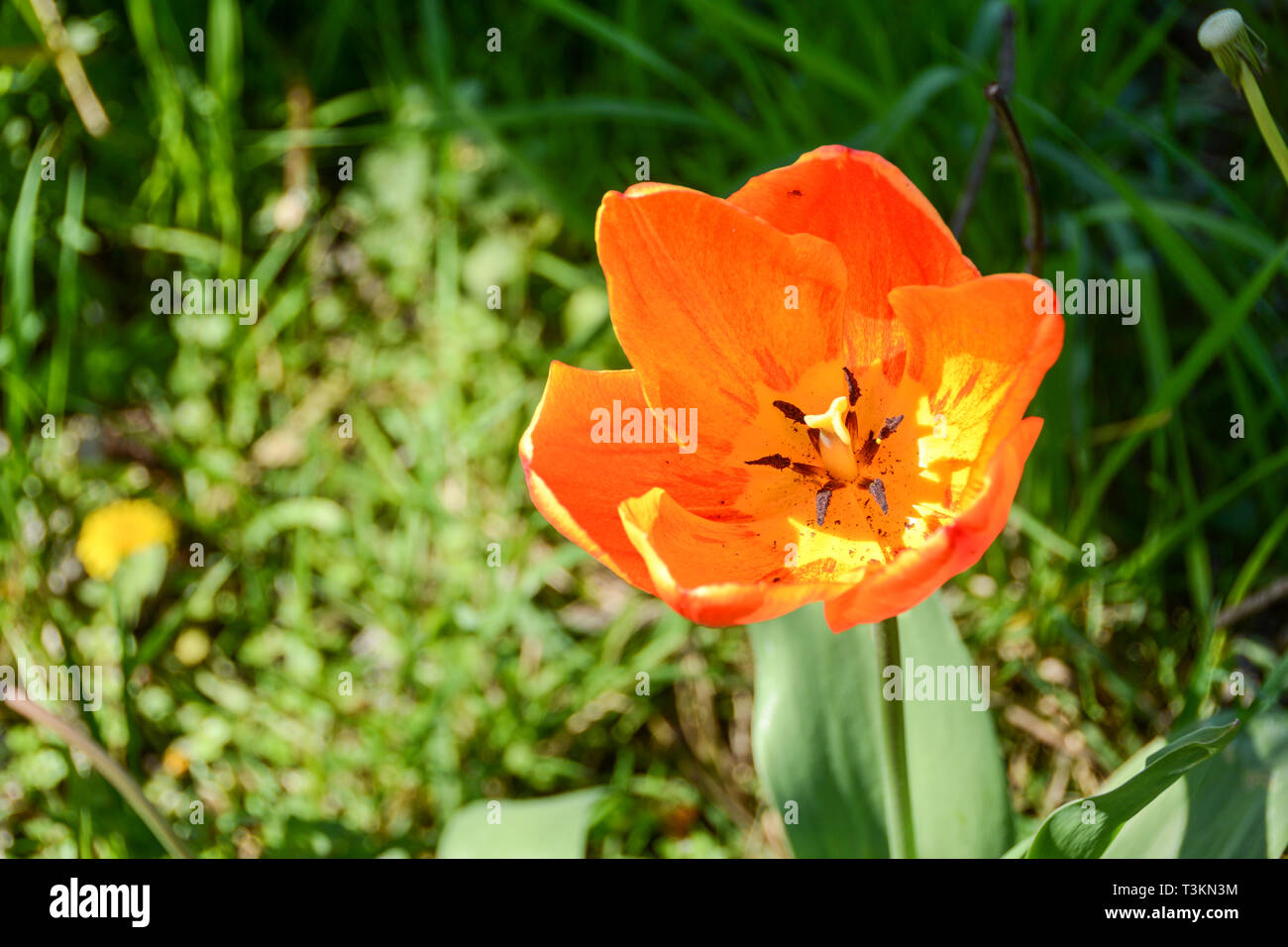 Brightly coloured orange tulips on a spring day Stock Photo