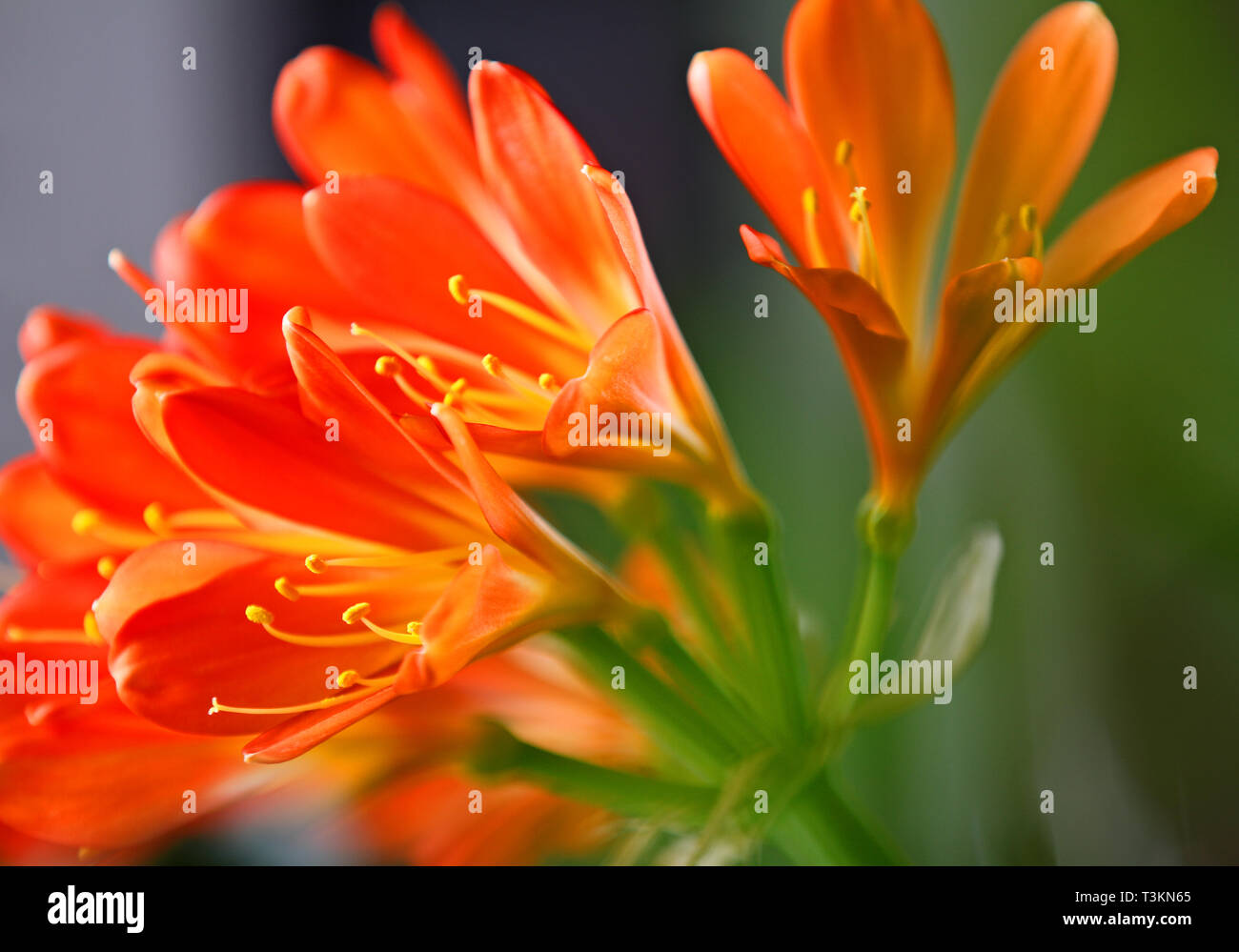 Beautiful clivia blooming with a lot of small orange flowers on a window Stock Photo