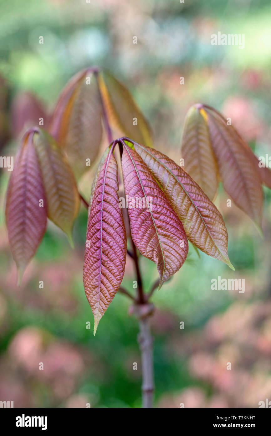 Close up of the bronze new leaves of Aesculus parviflora - Bottlebrush buckeye - Dwarf horse chestnut, England, UK Stock Photo