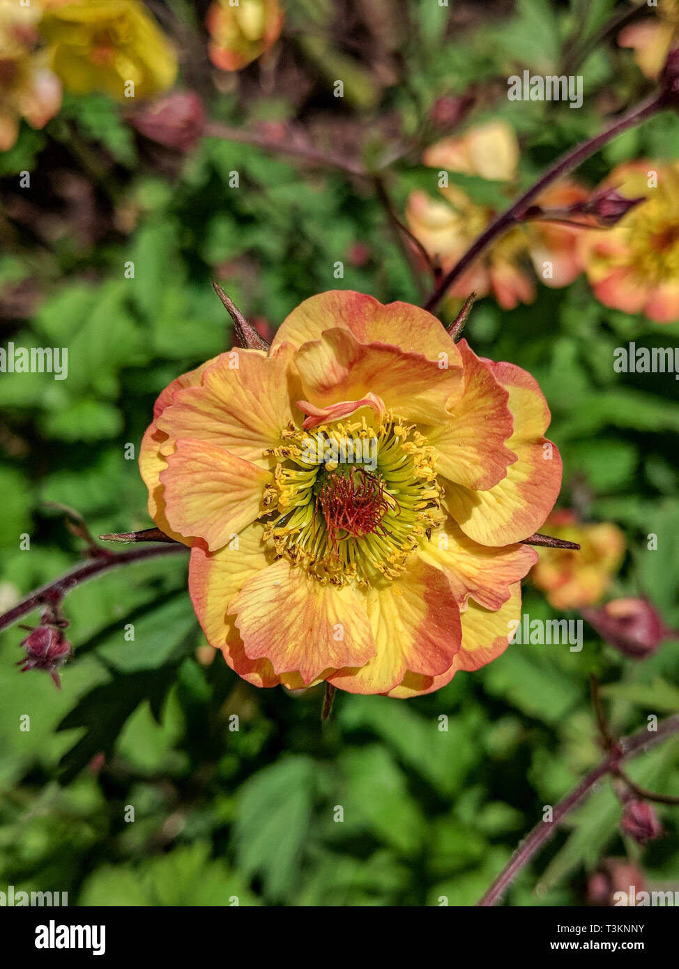 Its bright red orange flowers hi-res stock photography and images - Alamy
