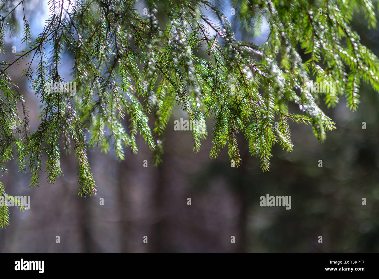 Spruce Tree Spring young spruce tree in spring day on blur background. sunny Stock Photo ...