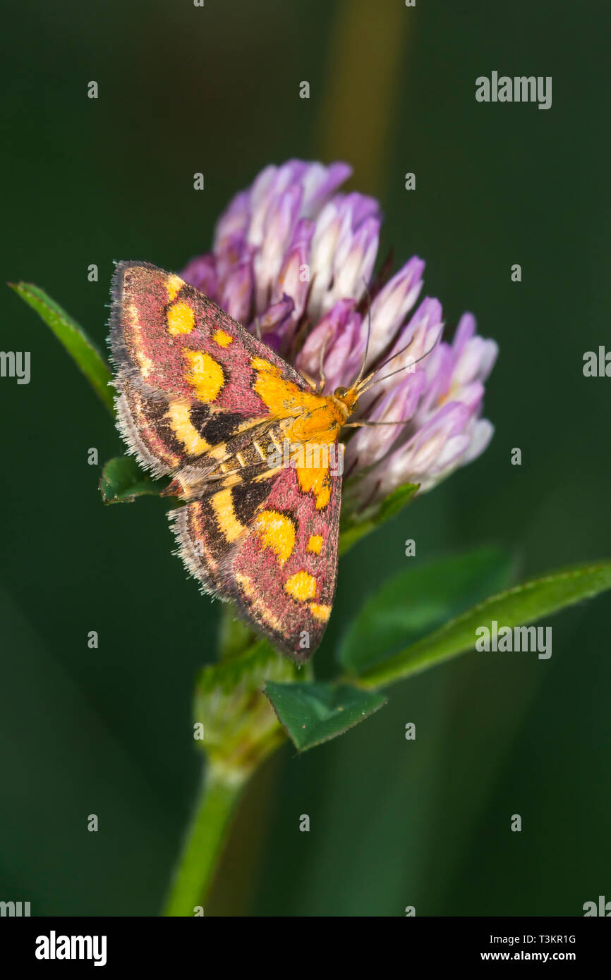 A purple borer is sitting on red clover Stock Photo